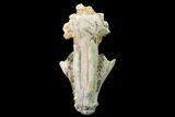 Fossil Oreodont (Merycoidodon) Skull - Wyoming #169160-7